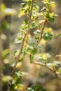 Ribes Nigrum Or Black Currant. Young Spring Green Leaf Leaves Growing In Bush Plant. Young Lush On Shrub In Vegetable Royalty Free Stock Photo