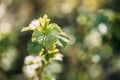 Ribes Nigrum Or Black Currant. Young Spring Green Leaf Leaves Growing In Bush Plant. Young Lush On Shrub In Vegetable Royalty Free Stock Photo