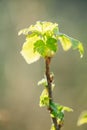 Ribes Nigrum Or Black Currant. Young Spring Green Leaf Leaves Growing In Bush Plant. Young Lush On Shrub In Vegetable Royalty Free Stock Photo