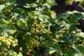 Ribes nigrum blackcurrant branch with flowers, fresh green leaves in spring May Royalty Free Stock Photo