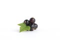 Ribes nigrum, Blackcurrant fruit and leaves isolated on white