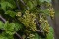 Ribes rubrum. Red currant bush. Red currant in spring, branches currants Royalty Free Stock Photo