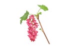 Ribes sanguineum