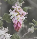 A Ribes sanguineum in bloom. Close up of one single flower