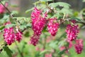 Ribes sanguineum close up