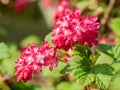 Ribes sanguineum flowers