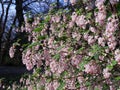 Ribes Sanguineum Glutinosum, Pink-Flowered Currant.