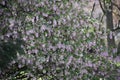 Flowers of Ribes Sanguineum Glutinosum.