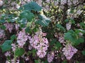 Flowers of Ribes Sanguineum Glutinosum.