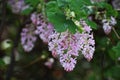 Flowers of Ribes Sanguineum Glutinosum.