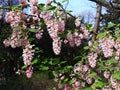 Ribes Sanguineum Glutinosum, Pink-Flowered Currant.