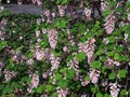 Ribes Sanguineum Glutinosum, Pink-Flowered Currant.