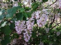 Ribes Sanguineum Glutinosum, Pink-Flowered Currant.