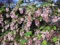 Ribes Sanguineum Glutinosum, Pink-Flowered Currant.