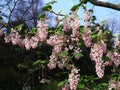 Ribes Sanguineum Glutinosum, Pink-Flowered Currant.