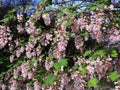 Ribes Sanguineum Glutinosum, Pink-Flowered Currant.