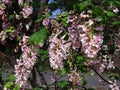 Ribes Sanguineum Glutinosum, Pink-Flowered Currant.