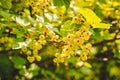 Ribes spicatum, the fruit is slowly ripening in the summer sunshine. Red currant fruits hidden among the leaves of the bush Royalty Free Stock Photo