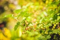 Ribes spicatum, the fruit is slowly ripening in the summer sunshine. Red currant fruits hidden among the leaves of the bush Royalty Free Stock Photo