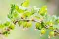 Ribes uva-crispa branch with young an green gooseberries, growth and maturity