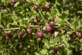Ribes uva crispa shrub Royalty Free Stock Photo