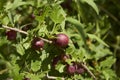 Ribes uva crispa shrub Royalty Free Stock Photo