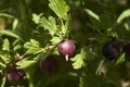 Ribes uva crispa shrub Royalty Free Stock Photo