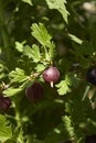 Ribes uva crispa shrub Royalty Free Stock Photo