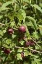 Ribes uva crispa shrub Royalty Free Stock Photo