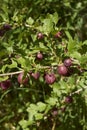 Ribes uva crispa shrub Royalty Free Stock Photo