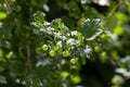 Ribes uva-crispa, Wild Gooseberry known as gooseberry or European gooseberry Royalty Free Stock Photo