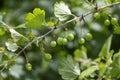 Ribes uva-crispa, Wild Gooseberry Royalty Free Stock Photo