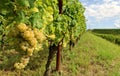 Ribolla Gialla grape hanging on vine at the beginning of vineyard row Royalty Free Stock Photo