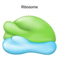 Ribosome. Cell organelle for Protein synthesis Royalty Free Stock Photo