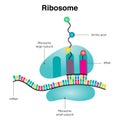 Diagram illustration graphic of the Ribosome