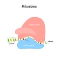 Ribosome and mRNA Royalty Free Stock Photo