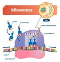 Ribosomes vector illustration. Anatomical and medical labeled scheme. Explained closeup diagram.