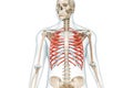 Ribs or rib cage bones in color with body 3D rendering illustration isolated on white with copy space. Human skeleton anatomy,