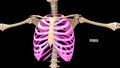 Human Chest bones Ribs or ribcage
