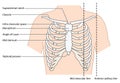 The ribs and sternum