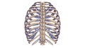 Ribs with Veins posterior view