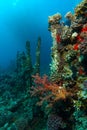 The ribs of very old ship wreck