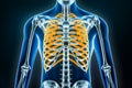 Ribs x-ray. Osteology of the human skeleton, thorax bones and rib or thoracic cage 3D rendering illustration. Anatomy, medical,