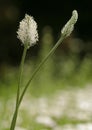 Ribwort Plantain Royalty Free Stock Photo