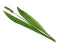 Ribwort plantain