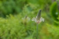 Ribwort plantain closeup view Plantago lanceolata