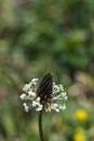 Ribwort Plantain flower head closeup