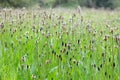 Ribwort Plantain