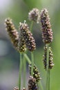 Narrowleaf plantain, Plantago lanceolata, Bavaria, Germany, Europe