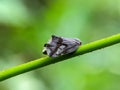 Ricania speculum, common name Black planthopper or Ricaniid Planthopper.